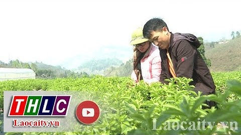 Ước mơ làm giàu từ cây cỏ ngọt | THLC