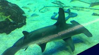 Anchor the Great Hammerhead shark and Silky Sharks in the Ocean Realm at Adventure Aquarium