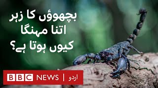 Scorpion venom: A tiny drop worth a fortune - BBC URDU