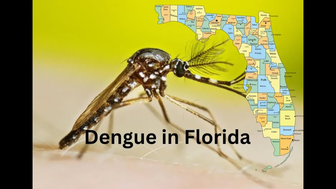 Dengue in Florida Update