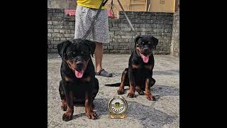 Training sessions 💪 #doglover #puppy #toprottweilerkennelindia #dog #animals #rottweiler #pets