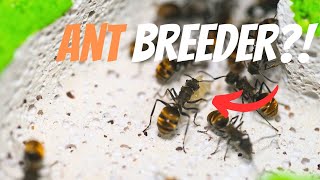 I CREATED THEM! | BREEDING ANTS PART 2