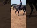 حصان يكتب ويمحي ترابي خوتي