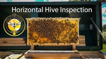 Long Langstroth Hive Update Inspection Saskatraz Honey Bees Horizontal Hive with Better Comb