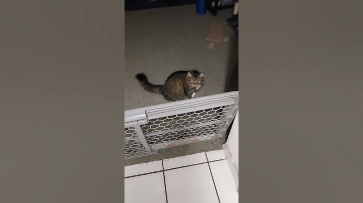 Jumbo set free
