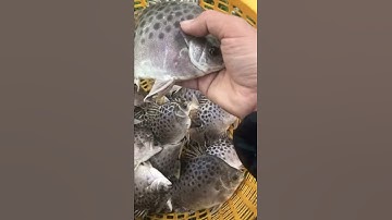 Nuôi cá nâu, cá nâu thương phẩm 4-6 con/kg