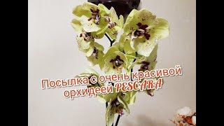Посылка с очень красивой орхидеей