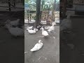 #cutelittleanimals #ducks #animals #shortvideo #farm