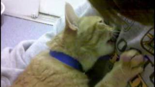 Sammy The Breastfeeding Cat Sammy The Breastfeeding Cat