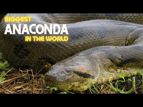 BIGGEST ANACONDA IN THE WORLD - GIANT SNAKE caught in the Jungle by a crane