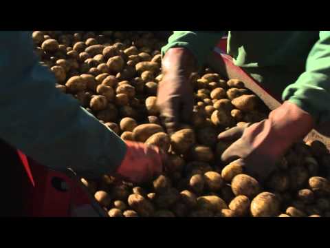 Video: Stevad Potatis Med Lever: Steg För Steg Fotorecept För Enkel Matlagning