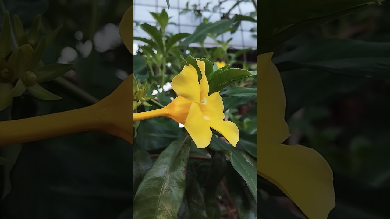 Bunga terompet kuning