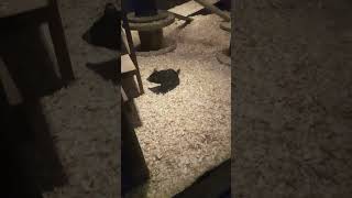tassie devil sleeping at night safari #nightsafari #mandai #ILOVEFEMBOYSILOVEFEMBOYS