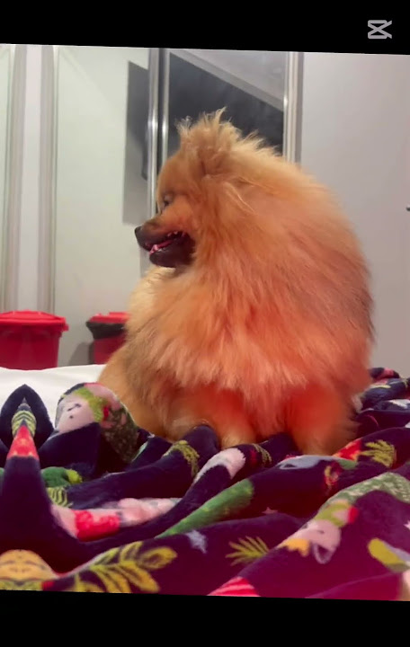 RAWR #pomeranian