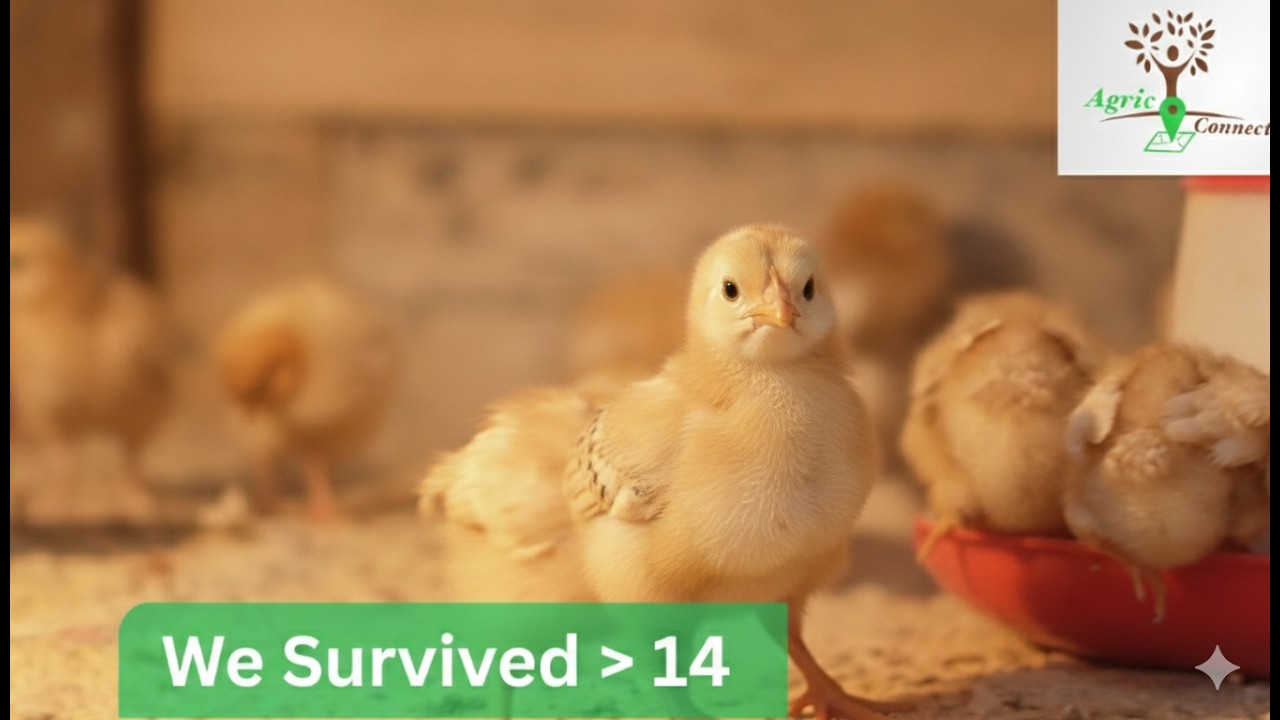 Our Farming Journey Series | #2 – Scared but survived 2 weeks