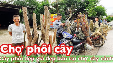 Chợ cây cảnh lớn nhất miền bắc | nhiều phôi duối bán tại chợ, phôi đẹp giá đẹp