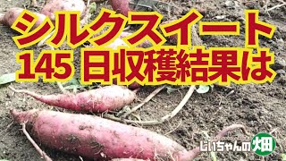 Sweet potato harvest. Silk Sweet harvested on the 145th day. What