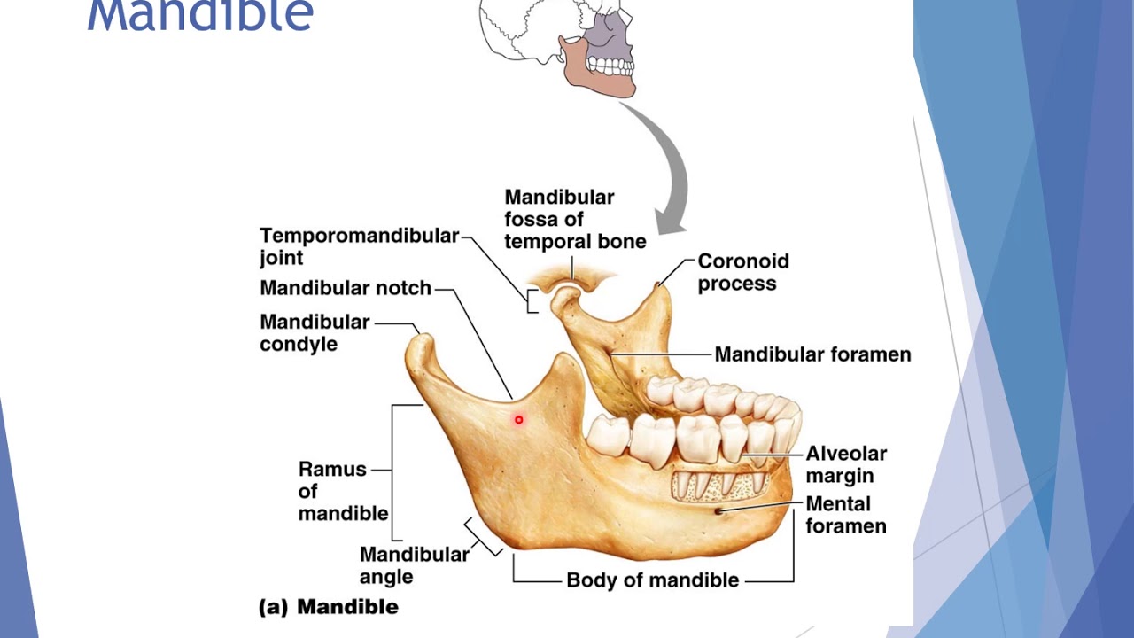 8 Facial Bones YouTube