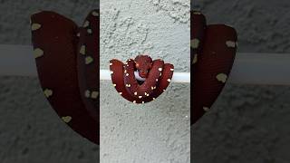 One of my beautiful designer outcrossed baby Green Tree Pythons I made this year.