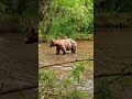 #bear #siberia #travel