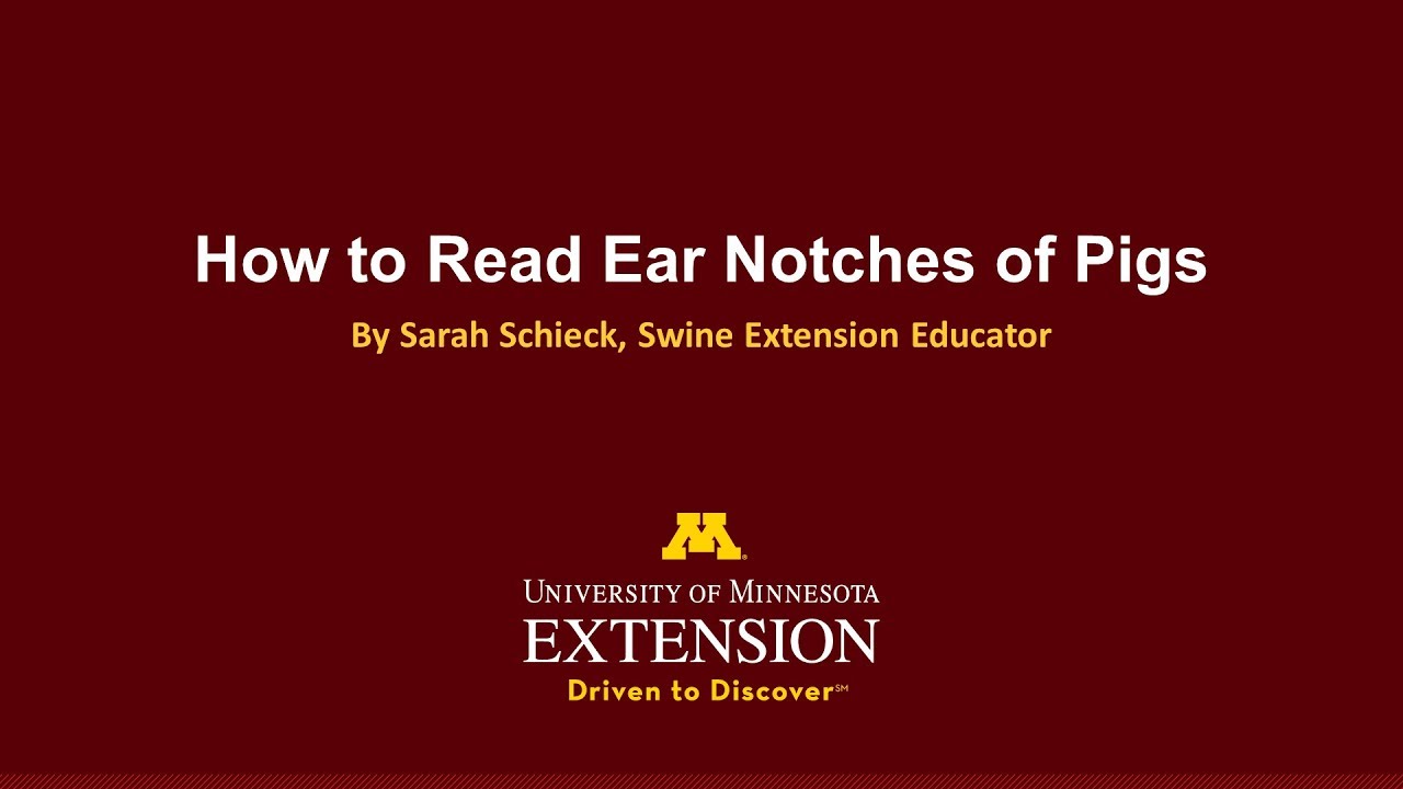 How to Read Ear Notches of Pigs - YouTube