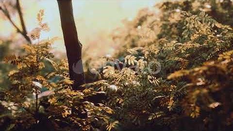 Fog in the Mysterious Rainforest | Motion Graphics - Envato elements