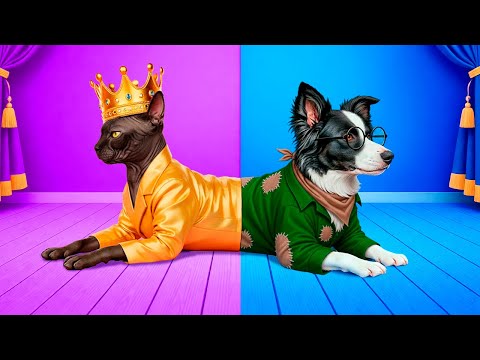 Thú cưng Lửa vs Nước! Chúng mình xây phòng bí mật cho thú cưng!