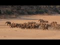 Huge Herd Of Elephants Running Together
