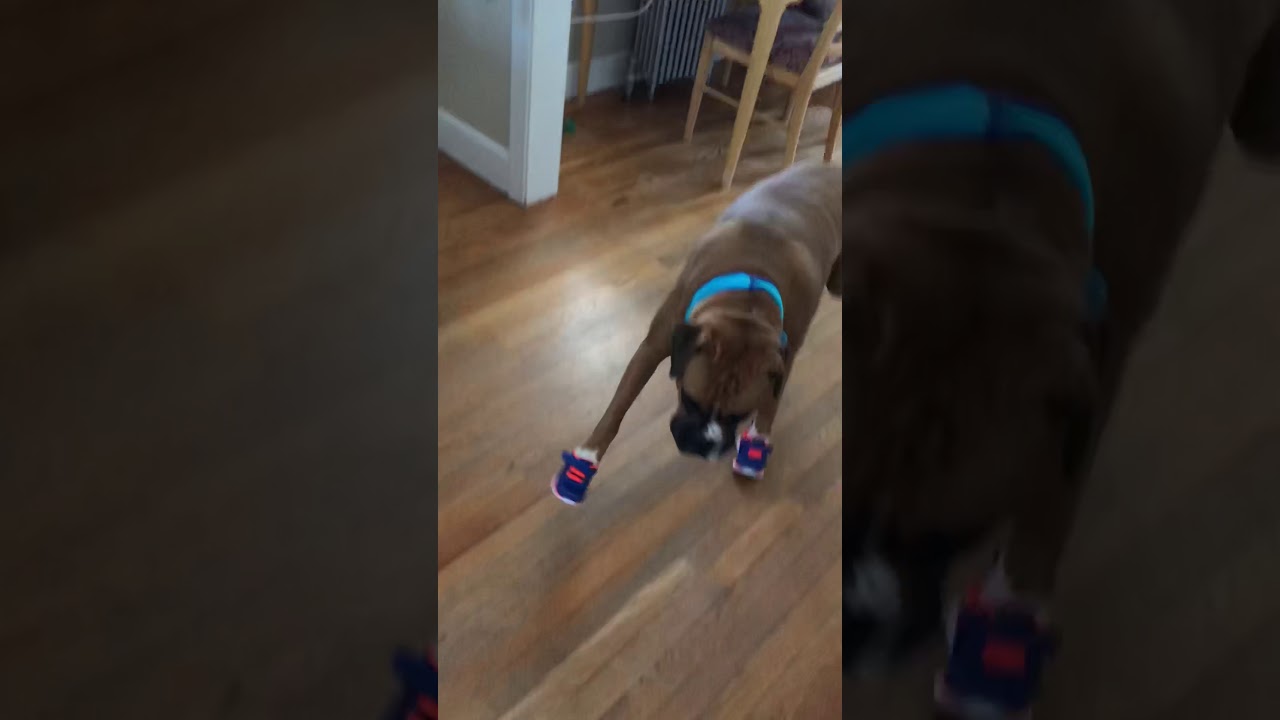 Boxer Dog with Shoes YouTube