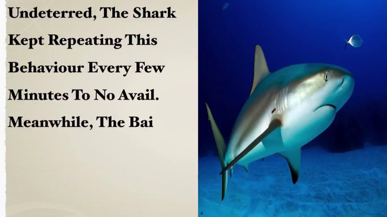 the shark bait video