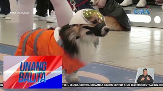 Ilang corgi, rumampa suot ang outfits inspired by 'Star Wars' | UB by GMA Integrated News 835 views 7 hours ago 1 minute, 3 seconds