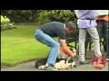 Dog Switch Prank - Funny Videos