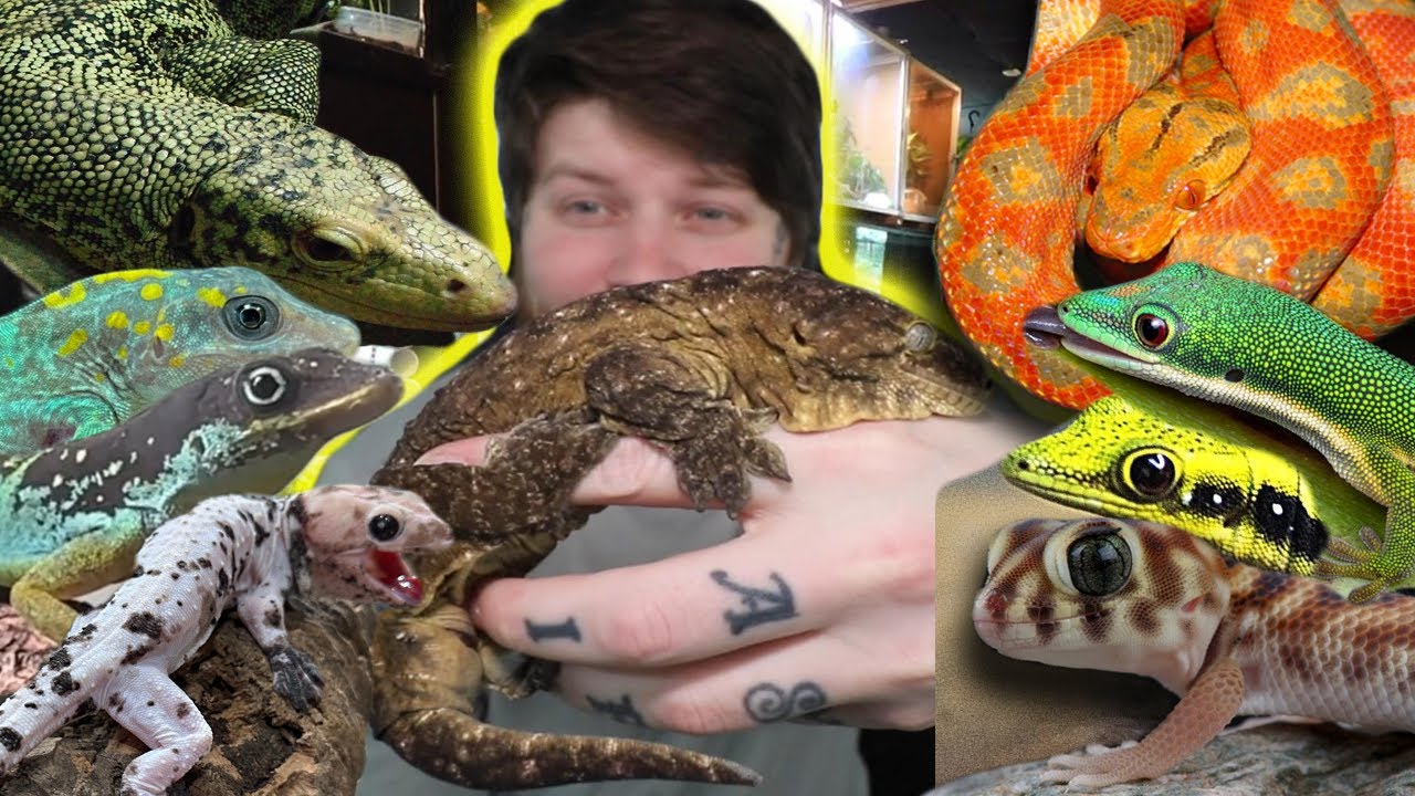 My $50,000 Reptile Room