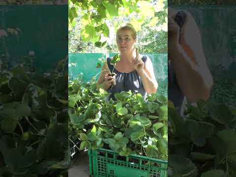 Осіннє диво Нова Вікторія зацвіла вдруге Shorts 