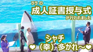 『鴨川シーワールド』シャチ♡ララ の 成人式典（成人証書 授与式）♪（2021/01/10)