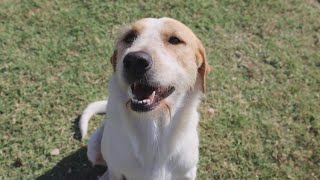 Perfect Pet | Meet Sunshine!