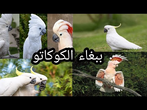 فيديو: أي نوع من الطيور هو كوكاتو؟