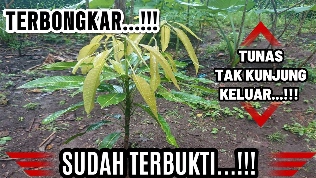 CARA MENGATASI TANAMAN MANGGA YANG SULIT TAK KUNJUNG KELUAR TUNAS
