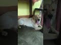 Ham Ruth Gaye#shorts #viralshort #shots #funny #labrador #cute #lucky#youtubeshorts