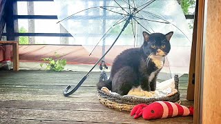【猫】ポンタと呼ばれたことに気付いたもんたの反応が可愛い