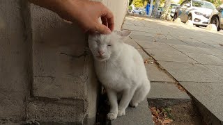 Have You Seen Angry White Cat So Calm Before? I Guess Not!