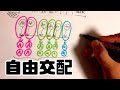 【遺伝】自由交配（ハーディー・ワインベルグの法則へ）　高校生物