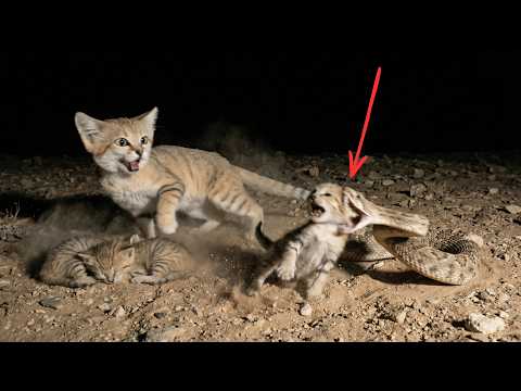 Do Sand Cats Eat Snakes