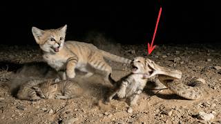Download Lagu Rattlesnake Attacks Sand Cat Kittens and Regrets It MP3