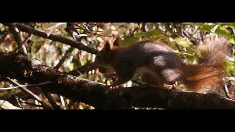Red Squirrel in Norway filmed in slow motion using the fabulous Nikon 1 J5