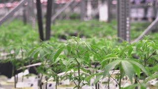 Kentucky Senate committee passes medical marijuana bill for first time ever
