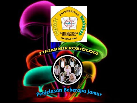 #Alfisyahfitri                                           TUGAS MIKROBIOLOGI || Penjelasan Jamur🍄