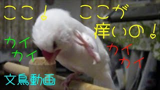 ここ！ここが痒いの！カイカイスリスリブルブル 文鳥の毛繕い　文鳥動画
