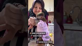 Babaannem Evde Elleriyle Maymun Besliyor, Viral Olmuş Video, Evde Maymun Beslenir Mi? İzleyelim