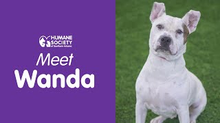 Meet Wanda